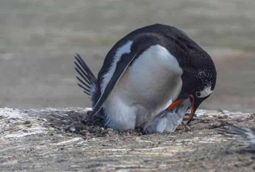 Pingüino Papua o Gentoo - islas Falkland o Malvinas 11.jpg